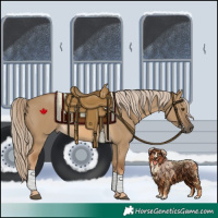 Horse Color:Chocolate Palomino Dun Rabicano