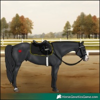 Horse Color:Black Sabino