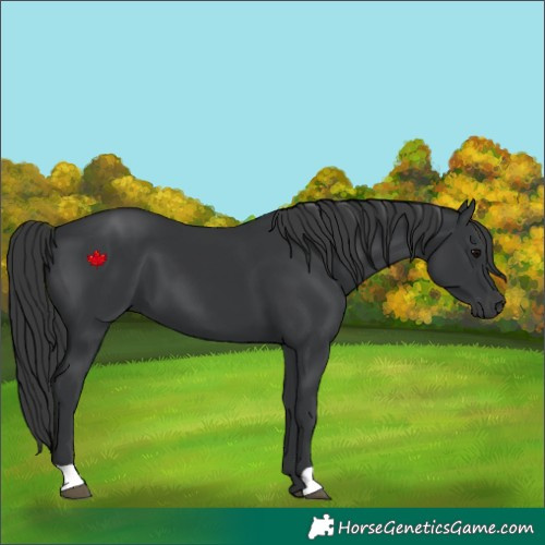 Horse Color:Black 