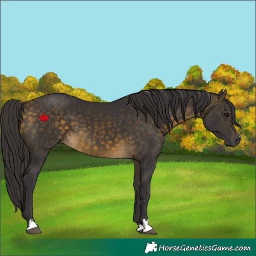 Horse Color:Buckskin