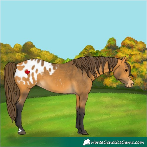Horse Color:Buckskin Blanket