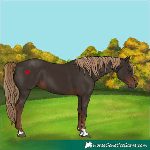 Horse Color:Liver Chestnut 