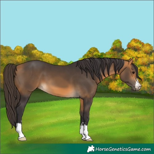 Horse Color:Buckskin 