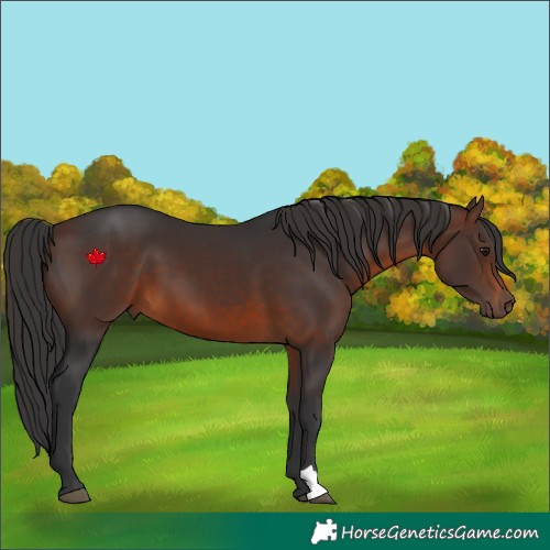 Horse Color:Brown 
