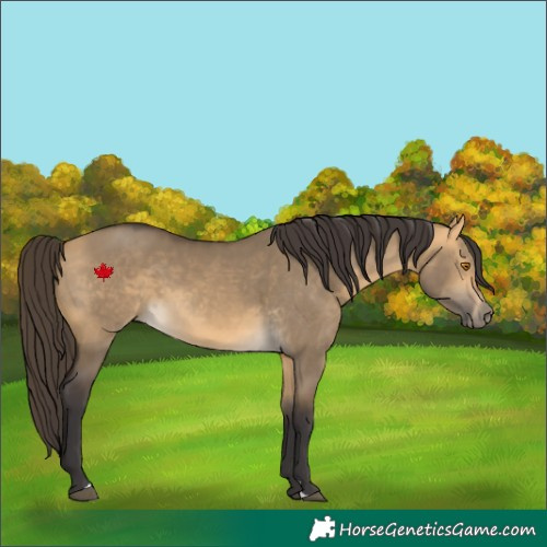 Horse Color:Buckskin Dun