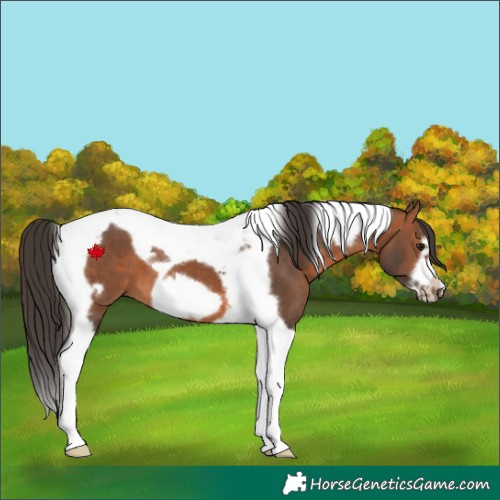 Horse Color:Bay Tobiano Frame 