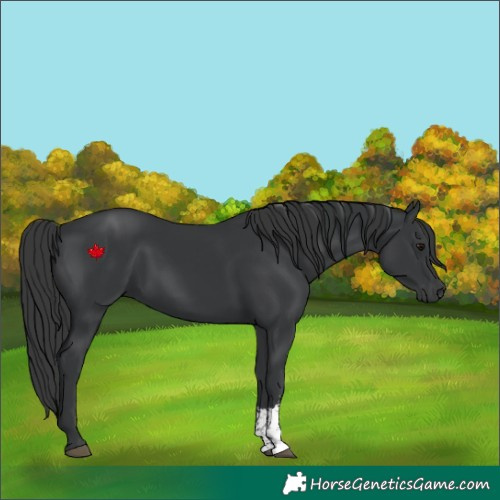 Horse Color:Black Sabino