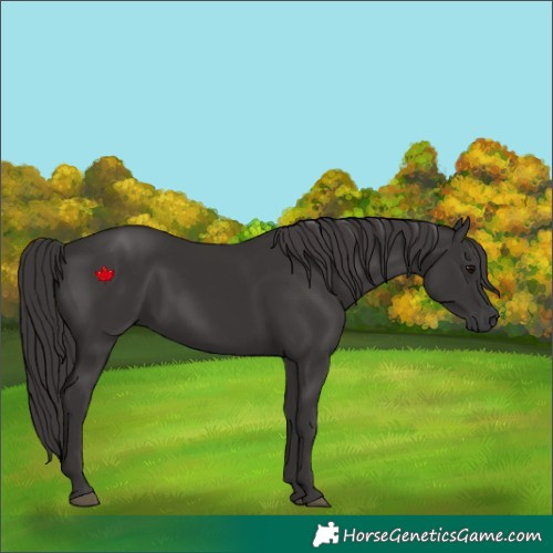 Horse Color:Smoky Black