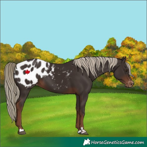 Horse Color:Liver Chestnut Appaloosa 