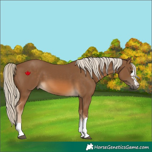 Horse Color:Chocolate Palomino 