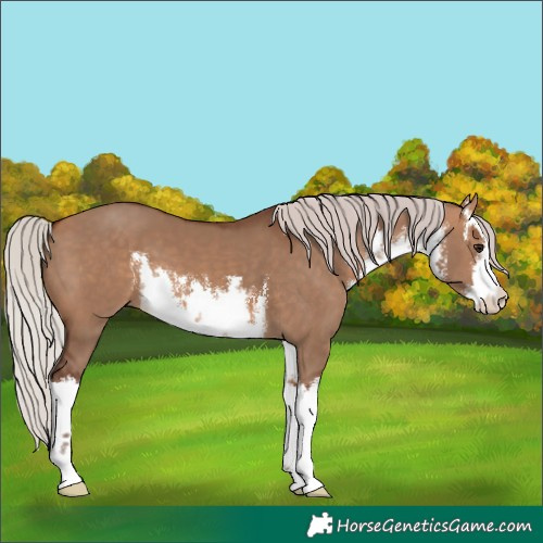 Horse Color:White Spotted Silver Bay Dun