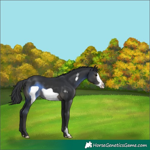 Horse Color:Black Frame 