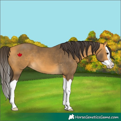 Horse Color:Buckskin Splash 