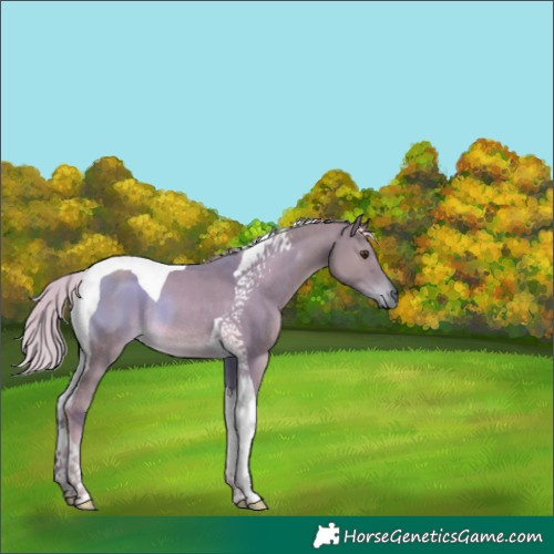 Horse Color:Watercolor Chocolate Palomino Dun Tobiano Rabicano 