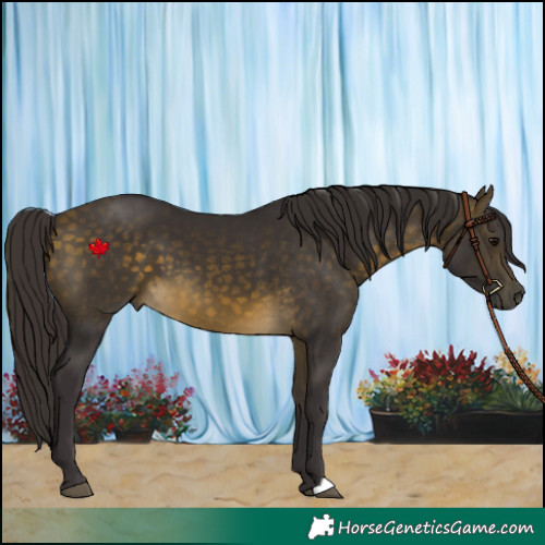 Horse Color:Buckskin 