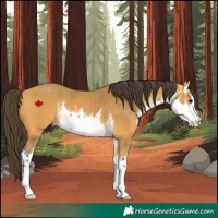 Horse Color:White Spotted Buckskin
