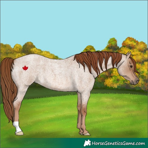 Horse Color:Red Dun Roan 