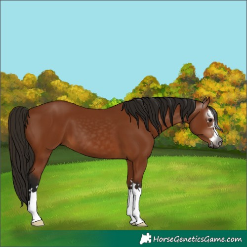 Horse Color:Gray Bay