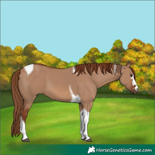Horse Color:Red Dun Tobiano