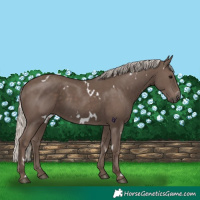 Horse Color:White Spotted Silver Black 