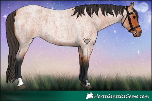 Horse Color:Bay Roan 
