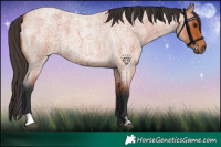 Horse Color:Bay Roan