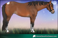Horse Color:Bay Tobiano