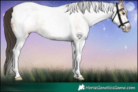 Horse Color:White Spotted Bay Dun Tobiano 