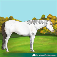 Horse Color:White Spotted Bay Dun Tobiano 