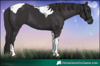 Horse Color:Smoky Black Tobiano 