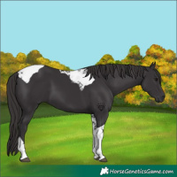 Horse Color:Smoky Black Tobiano 