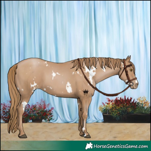 Horse Color:White Spotted Black Pearl 