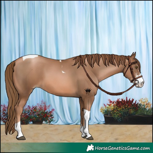 Horse Color:Liver Chestnut Pearl Sabino Tobiano