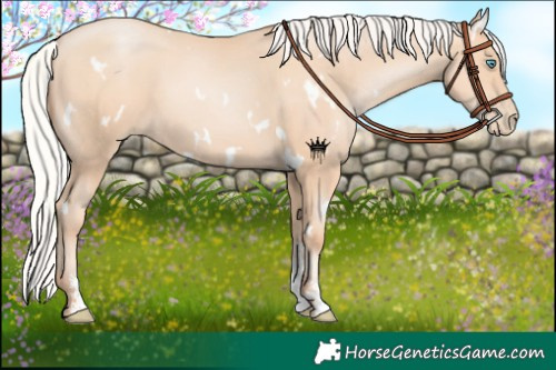 Horse Color:White Spotted Silver Amber Champagne Pearl Sabino 