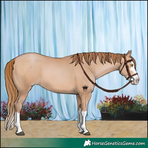 Horse Color:Bay Pearl Splash
