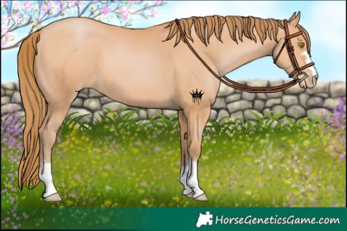 Horse Color:Bay Pearl