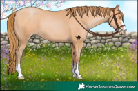 Horse Color:Bay Pearl 