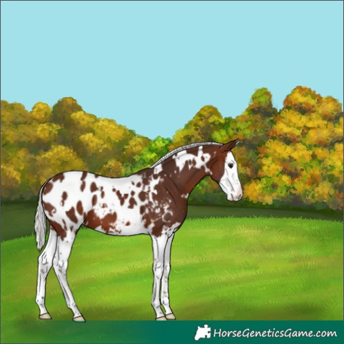 Horse Color:White Spotted Silver Brown Splash Appaloosa 