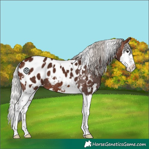 Horse Color:White Spotted Silver Brown Splash Appaloosa 