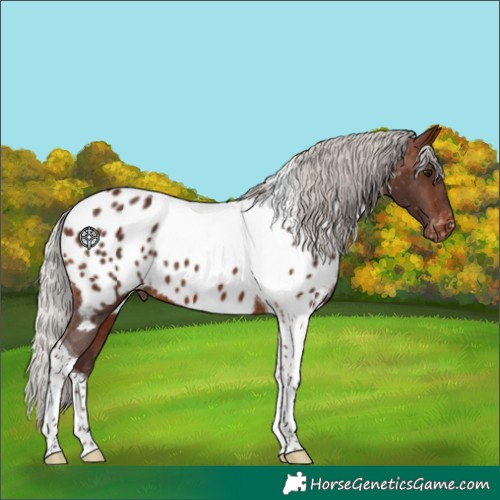 Horse Color:Silver Brown Tobiano Near Leopard 