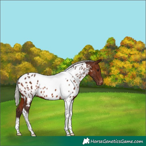 Horse Color:Silver Brown Tobiano Appaloosa 