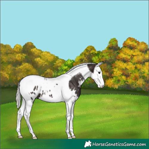 Horse Color:Silver Brown Splash Tobiano Appaloosa 
