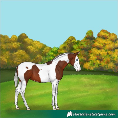 Horse Color:Silver Brown Splash Tobiano 