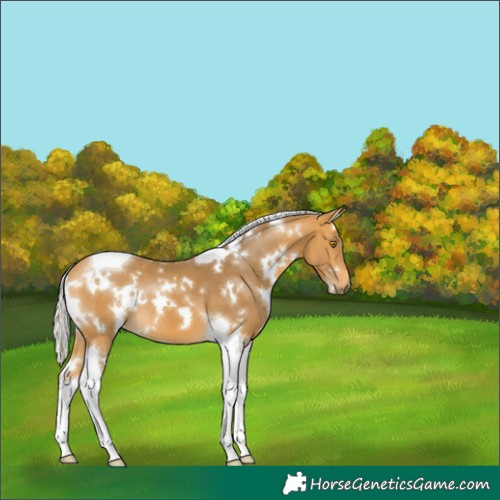 Horse Color:White Spotted Silver Buckskin Tobiano 