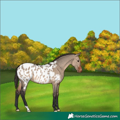Horse Color:Brown Dun Appaloosa 