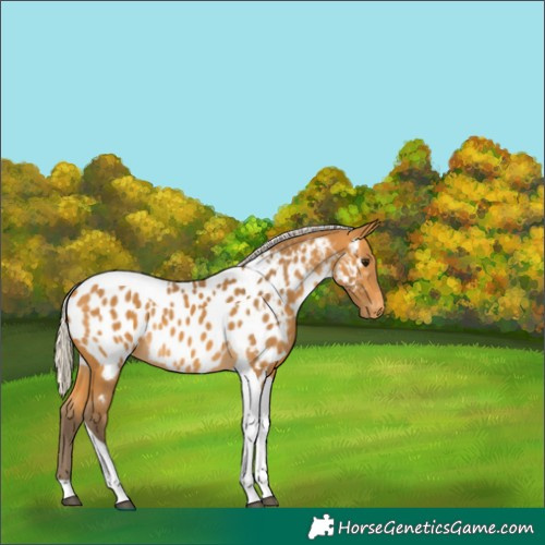 Horse Color:Silver Buckskin Tobiano Appaloosa 