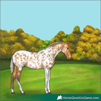Horse Color:Silver Buckskin Tobiano Appaloosa