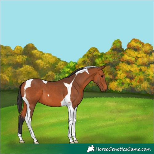 Horse Color:Bay Tobiano 