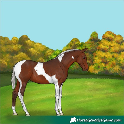 Horse Color:Silver Brown Tobiano 