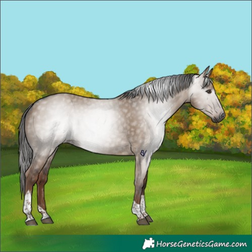 Horse Color:Gray Liver Red Dun Tobiano Rabicano 